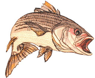 Amazing Striped Bass Embroidery Design