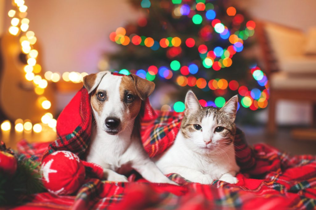Cat and dog under a christmas tree HD Image Background | StoreWinner